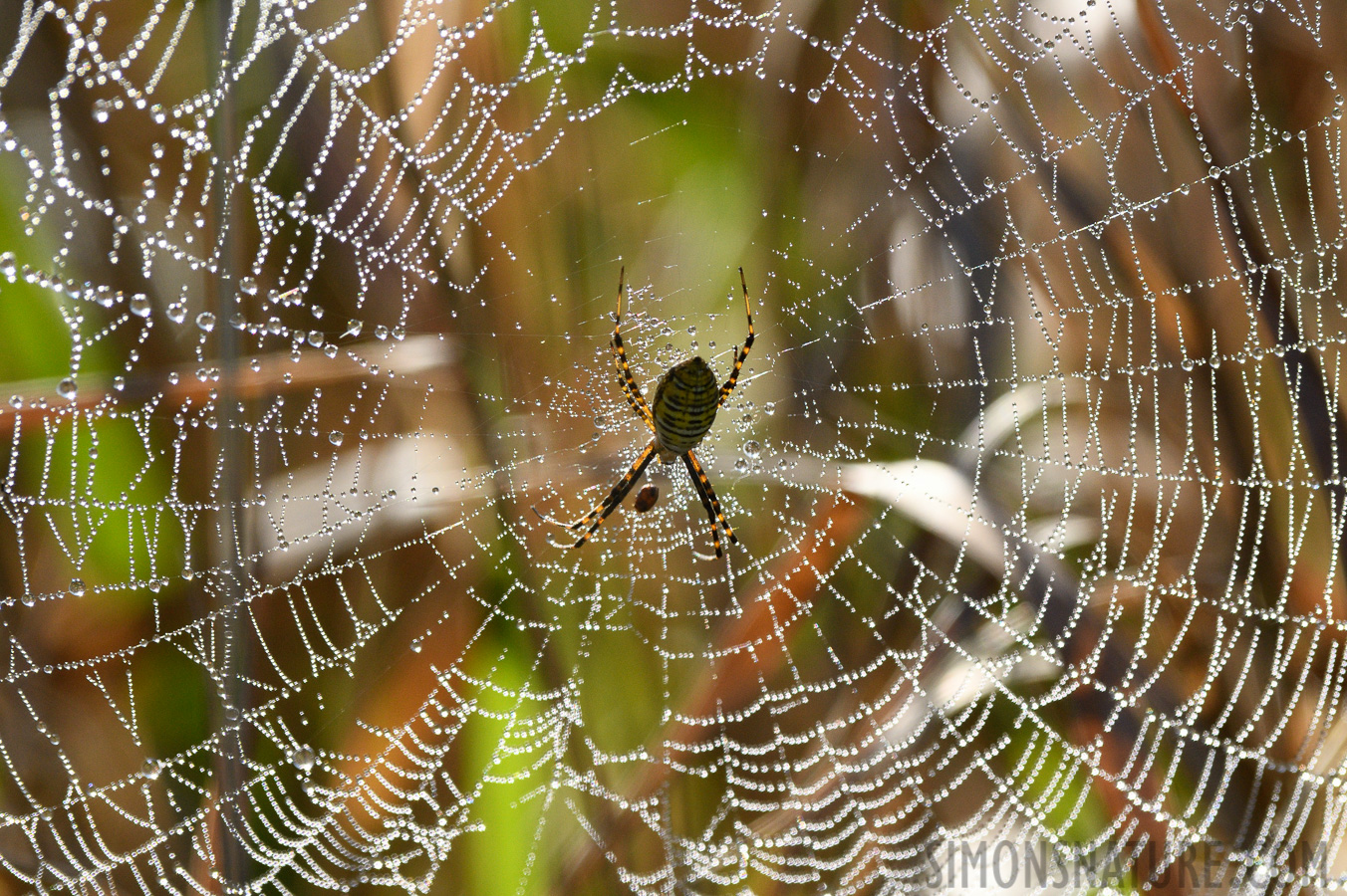 Argiope trifasciata [400 mm, 1/1000 sec at f / 9.0, ISO 800]